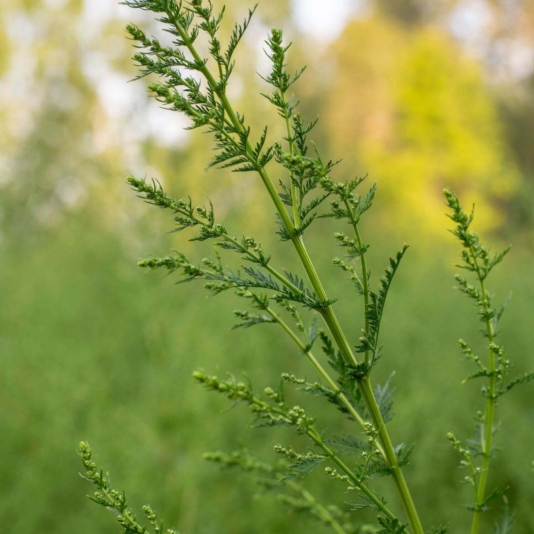 ARTEMISIA ANNUA