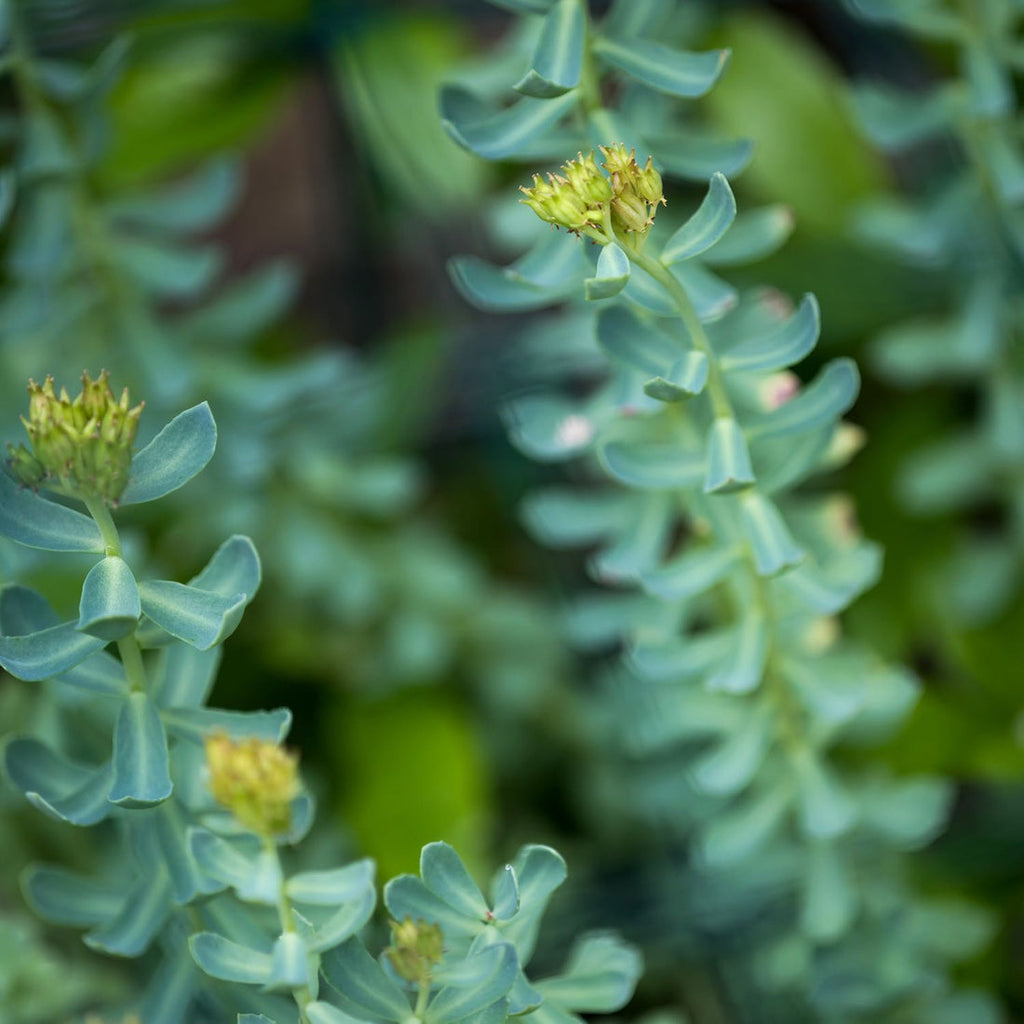 RHODIOLA