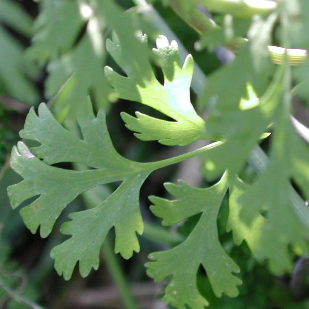 Cilantro extract