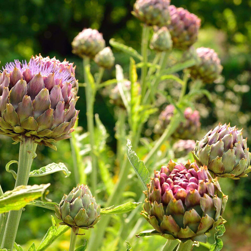 Alcachofa