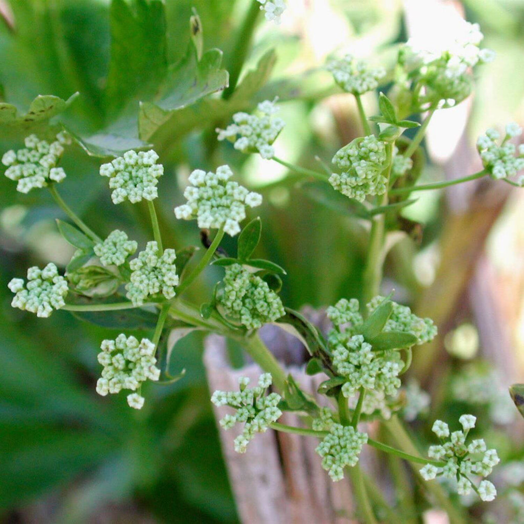 CELERY